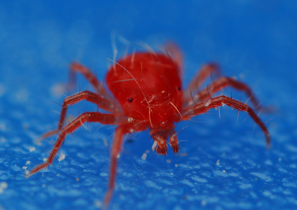 Tetranychidae 