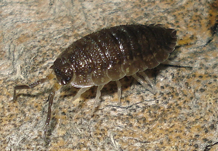 Porcellio scaber
