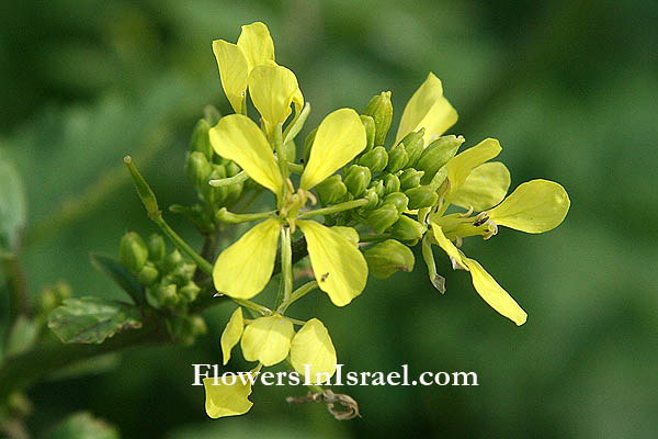 Sinapis arvensis
