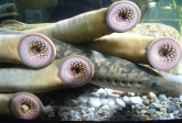 Diversas_lampreas