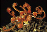Echinoderm-lily