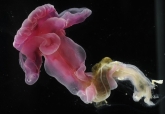 acornworm