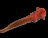 acornworm