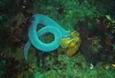 Hagfish_at_the_Oakburn