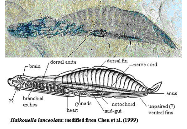 Haikouella
