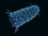 Pyrosoma