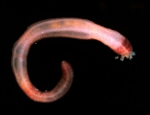 acornworm