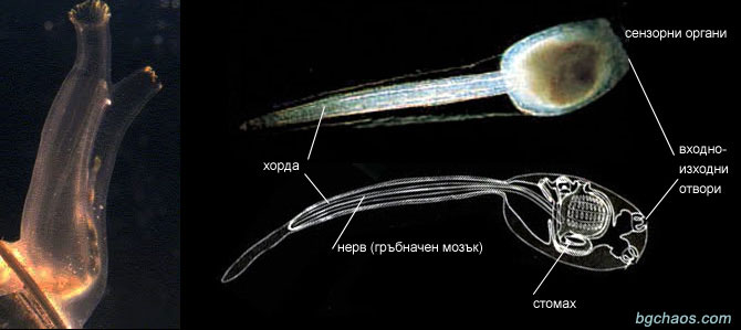 ascidia