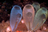 ascidia2
