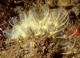 clavellina lepadiformis
