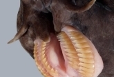 hagfish-large