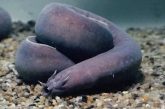 hagfish