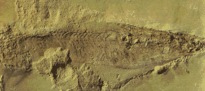 haikouichthys