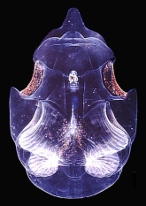 oikopleura-larvae