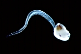 oikopleura2