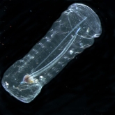 salpa_cylindrica_solitary