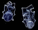 starfishes