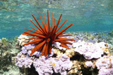 urchins
