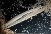 Branchistoma Lanceolatum
