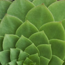 Aeonium